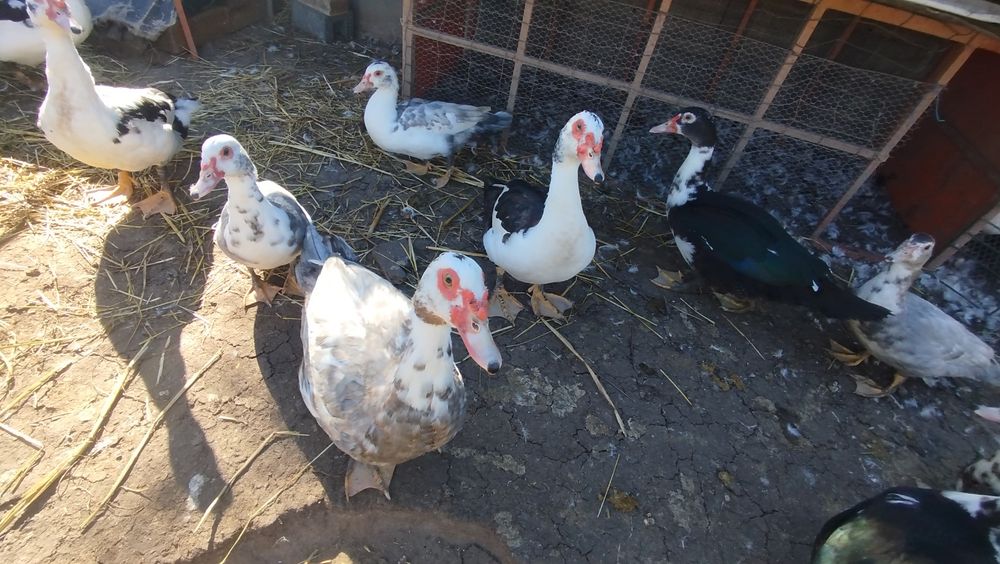 Patos/patas mudos
