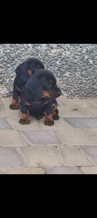 Такса короткошерстна