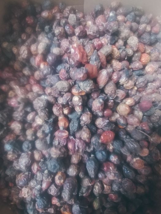 шиповник 2025.  шипшина