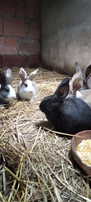 Vendo  coelhos caseiros