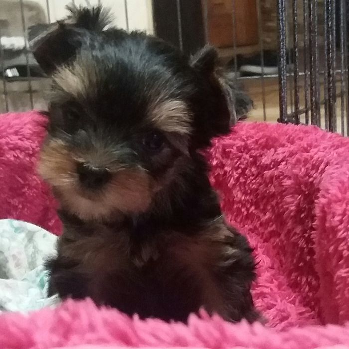 Дівчинка йоркширського тер'єра