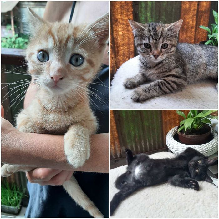 Котята срочно ищут дом
