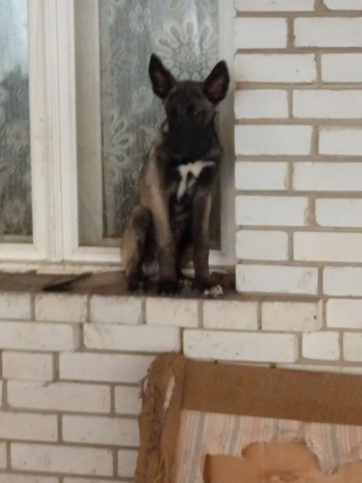 Більгійська вівчарка