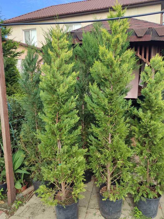 Кипарисовик Купрессоципарис Голд Райдер