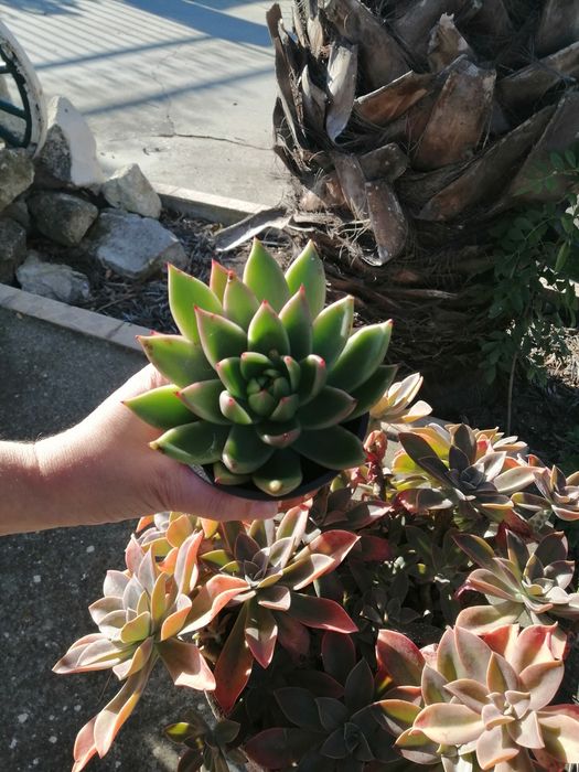 Suculenta muito linda coleção mandala.