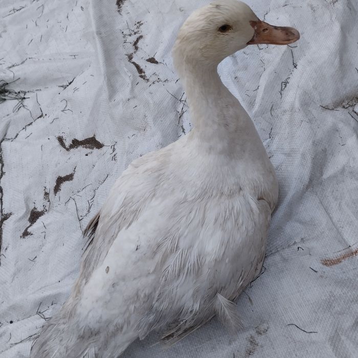 продам уток мулаток