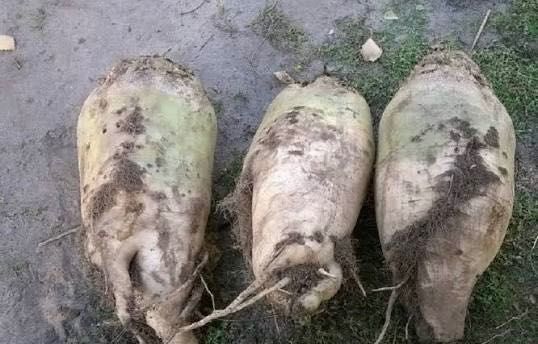 Buraki pastewne zentaur