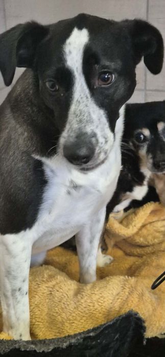 Śliczna, młoda suczka do adopcji