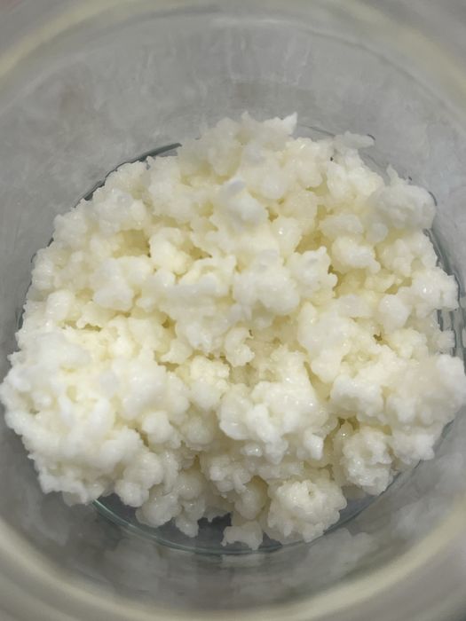 Grzybek kefirowy 15g ( tybetański)