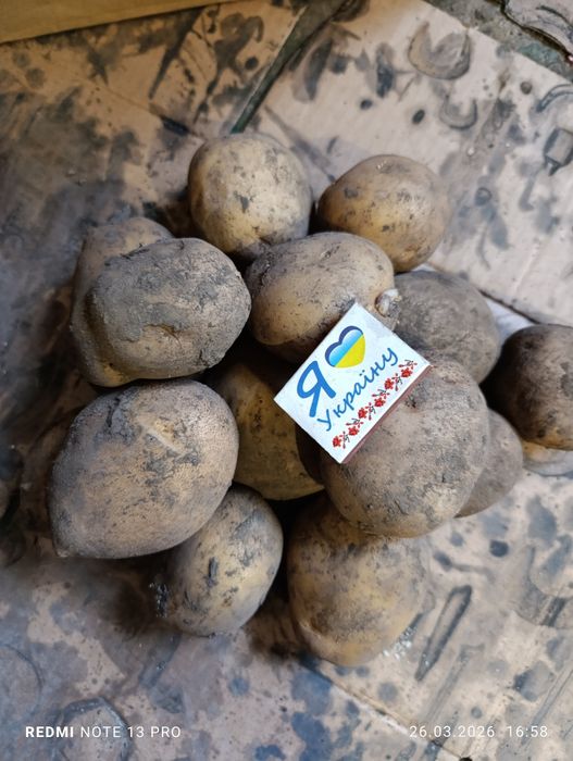 Картопля рів'єра