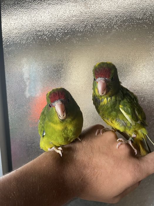 Kakariki Verde e Azuis Spangle Muito meigos