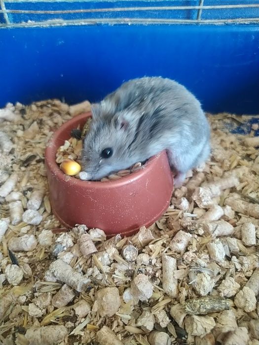 Джунгарский хомяк