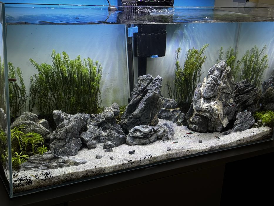 Aquário 120L COMPLETO com móvel +Kit  CO2 + plantas