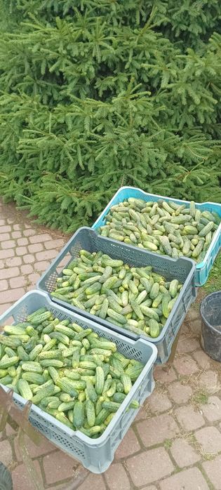 Sprzedam ogórki Sremski