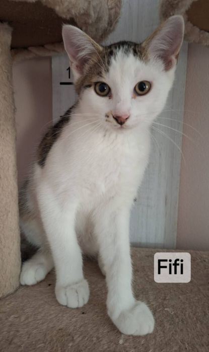 Kocurek 5 miesięczny do adopcji