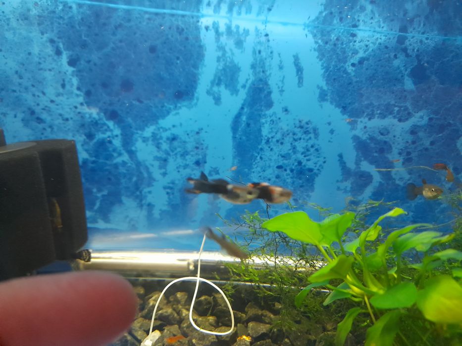 Guppys machos e femeas