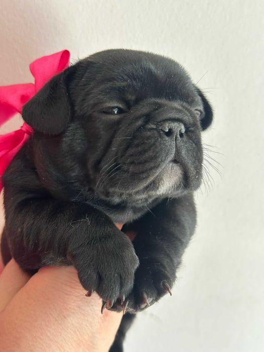 Szczeniak buldoga francuskiego