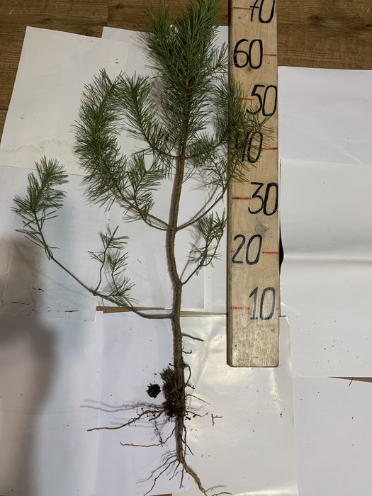 Саджанці Сосна звичайна.