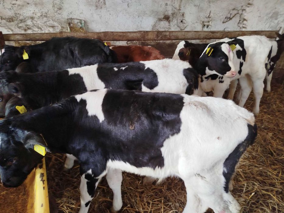 Sprzedam 12 odchowanych byczków HF NCB SM LM