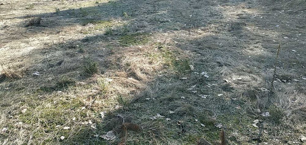 sosna samosiejki sadzonki