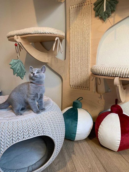 Kotka Rosyjska, Blue Matreshka*PL, WCF, ( mozliwa opcja hodowlana )