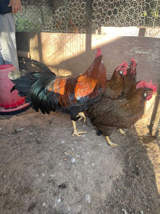 Pintos Araucana / Leghorn Isabella / Preta e Pedrês Portuguesa