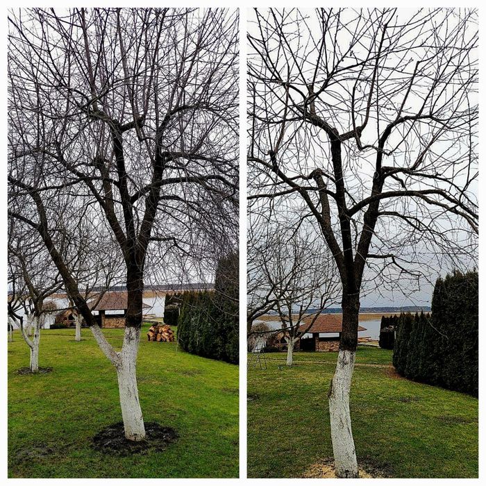 Професійна обрізка вашого саду, Кронування, Зріз, Дроблення, Обробка