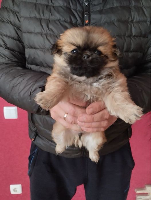 Продам цуценят Пекінесиків