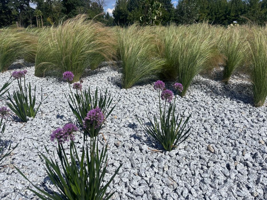 Grys granitowy Dalmatyńczyk - ten właściwy 8-16 & 16-22