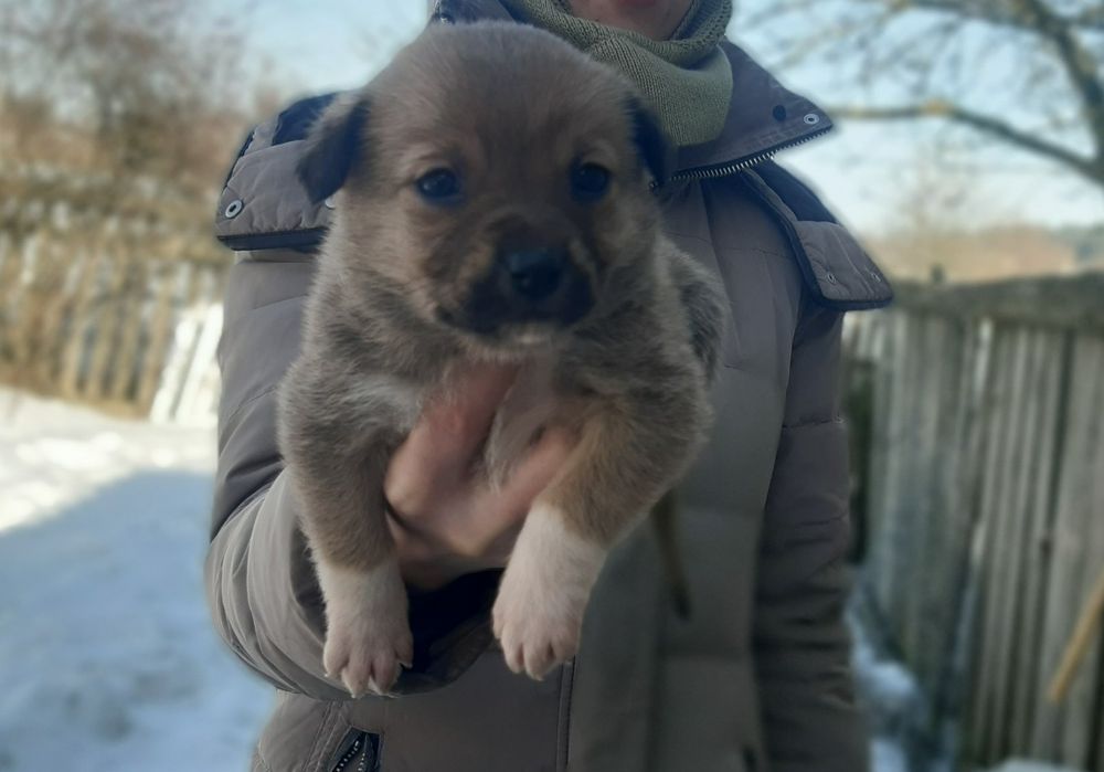 Цуценя в люблячу родину