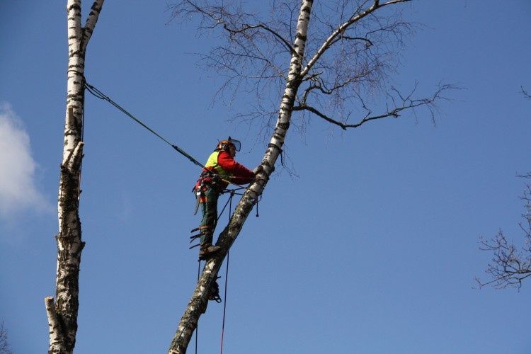 спиливание,срезание,срезка,обрезка,удаление деревьев,убрать деревья