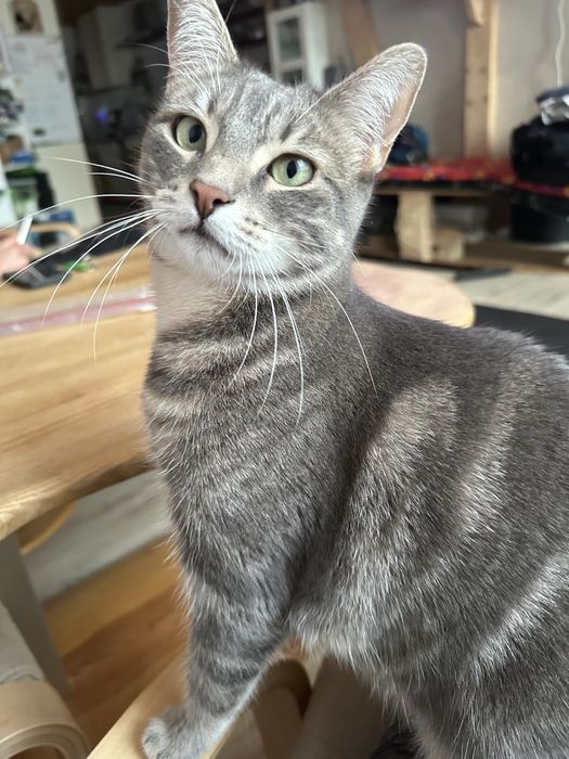 Zaginela kotka Yufka