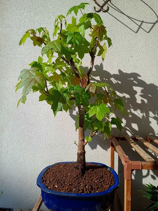 Bonsai Liquidambar Styraciflua 22 anos