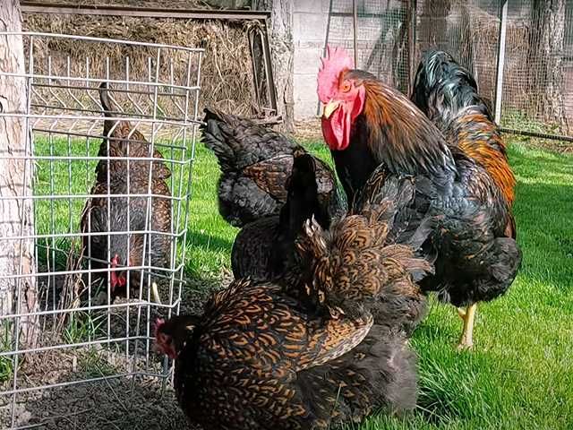 Яйце на інкубацію, Барневельдер: блакитноокаймленний, золото, срібло.