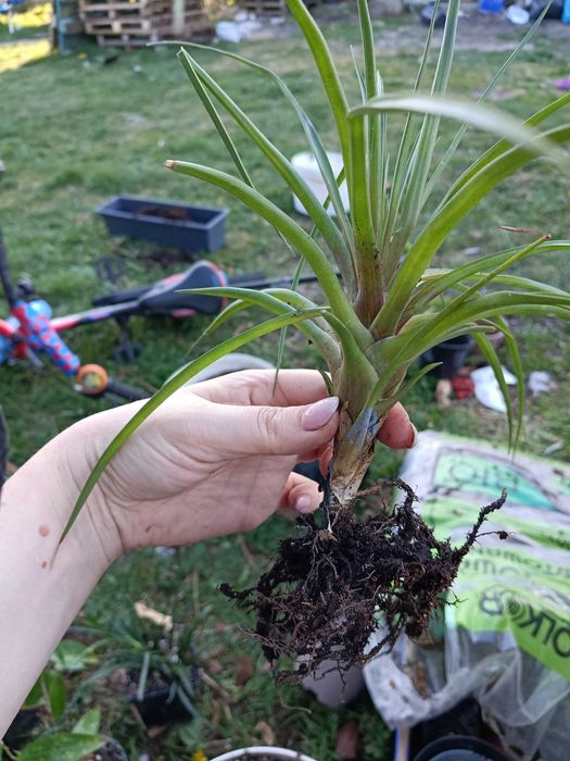 tillandsia strictwa oplątwa