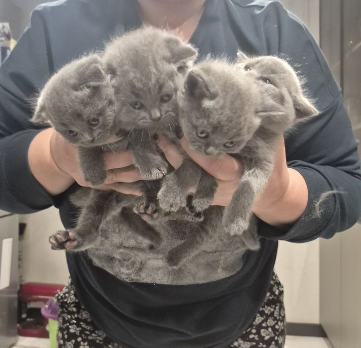 Шотландські кошенята