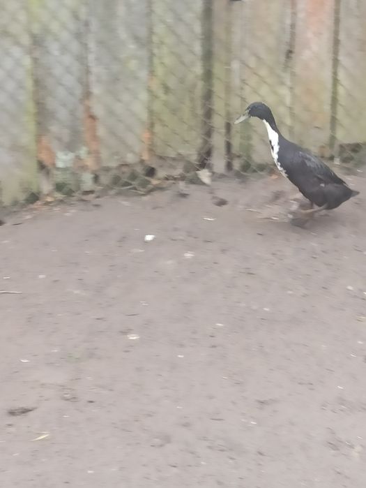 Witam sprzedam biegusy