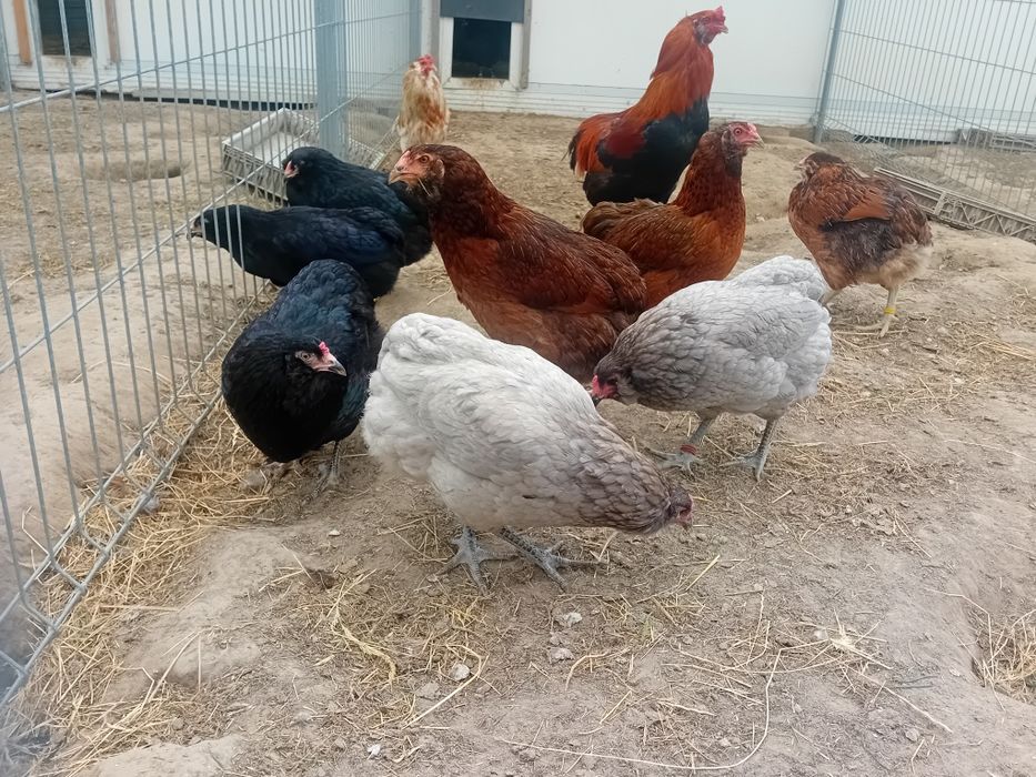 Jaja lęgowe zielone turkusowe araucana bezogoniasta