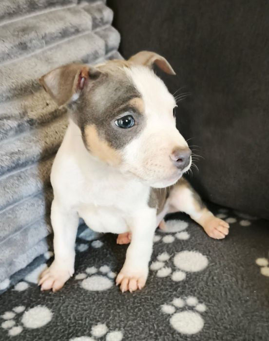 Américain staffordshire terrier com LOP