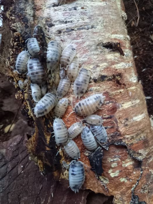 Isopody, prosionki Porcellio Laevis ''Dairy Cow''