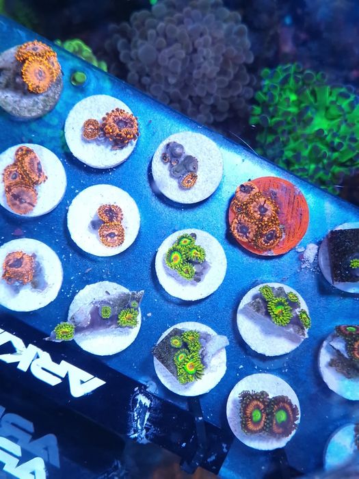 Corais agua salgada Frags de zoas