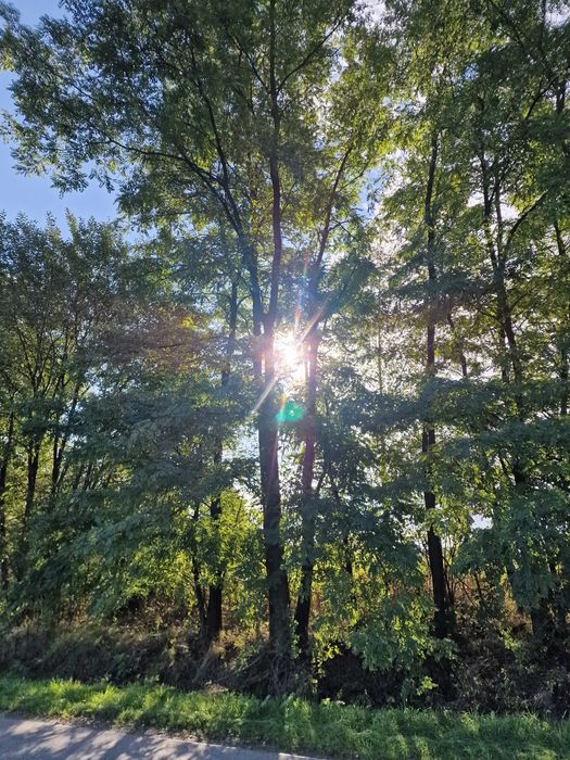 Akacja drzewo do ścięcia