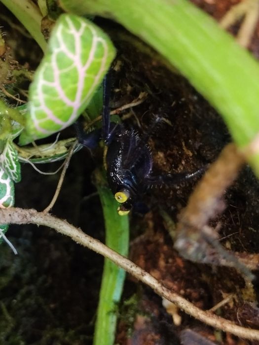 Krab Wampir Geosesarma Denerle