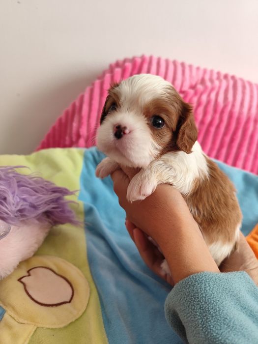 Cavalier King Charles Spaniel Menina