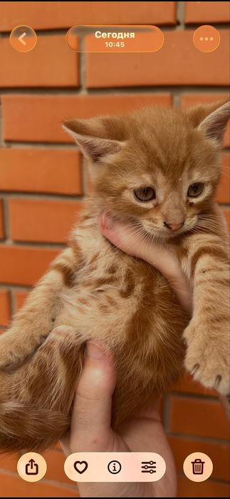 Бесплатно котята мальчик и девочка