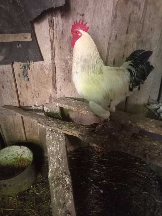 Петухи на продажу