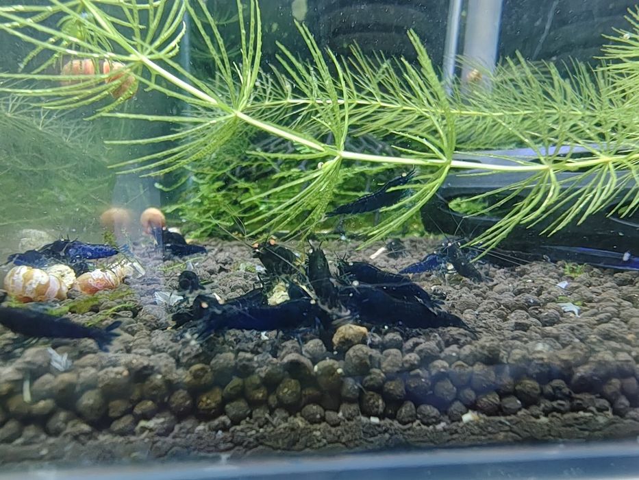 Sprzedam krewetki Royal Blue Tiger OE