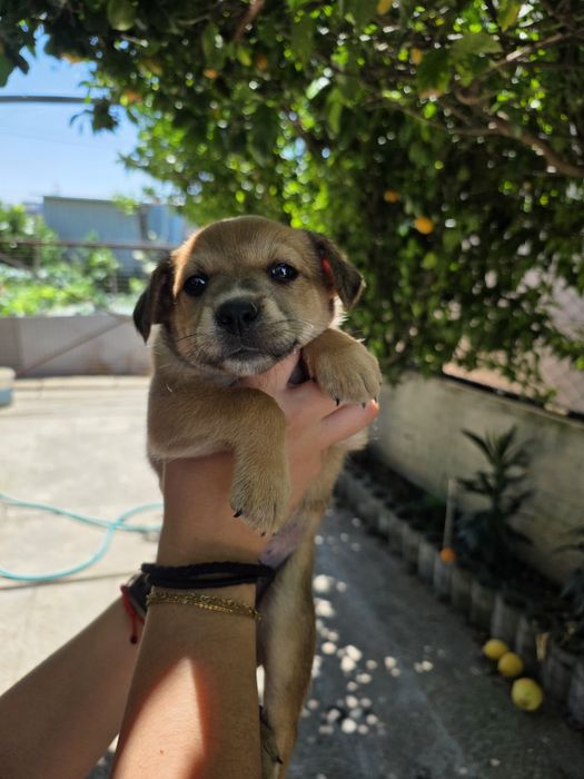 Cadela para adoção responsável
