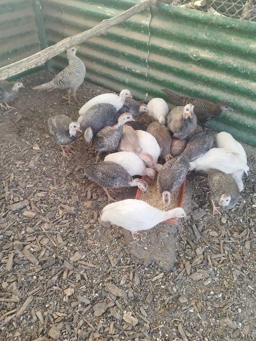 Galinhas de Angola