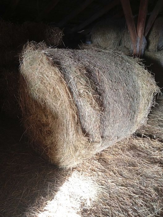 Sprzedam Siano belki  120